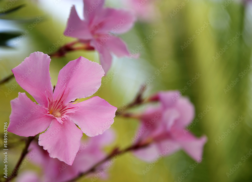 Fototapeta premium Pink Oleander flowers (Oleander Nerium).Blooming oleander with beautiful pink flowers close up.Selective focus.Copy space.