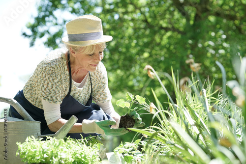 Senior woman gardening on beautiful spring day
