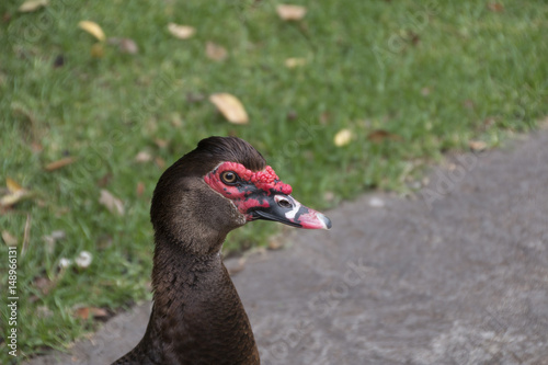 Bird close up.