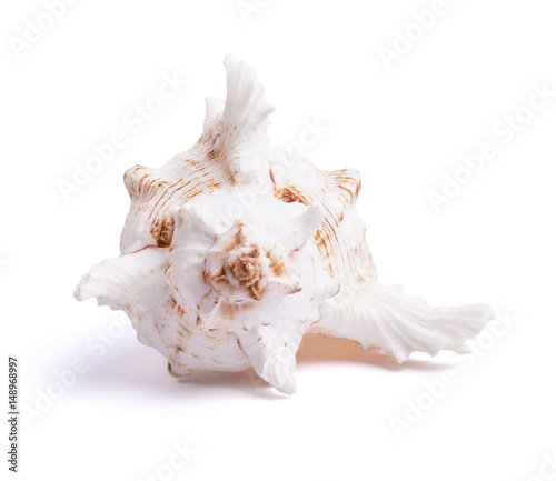 sea shell isolated on white