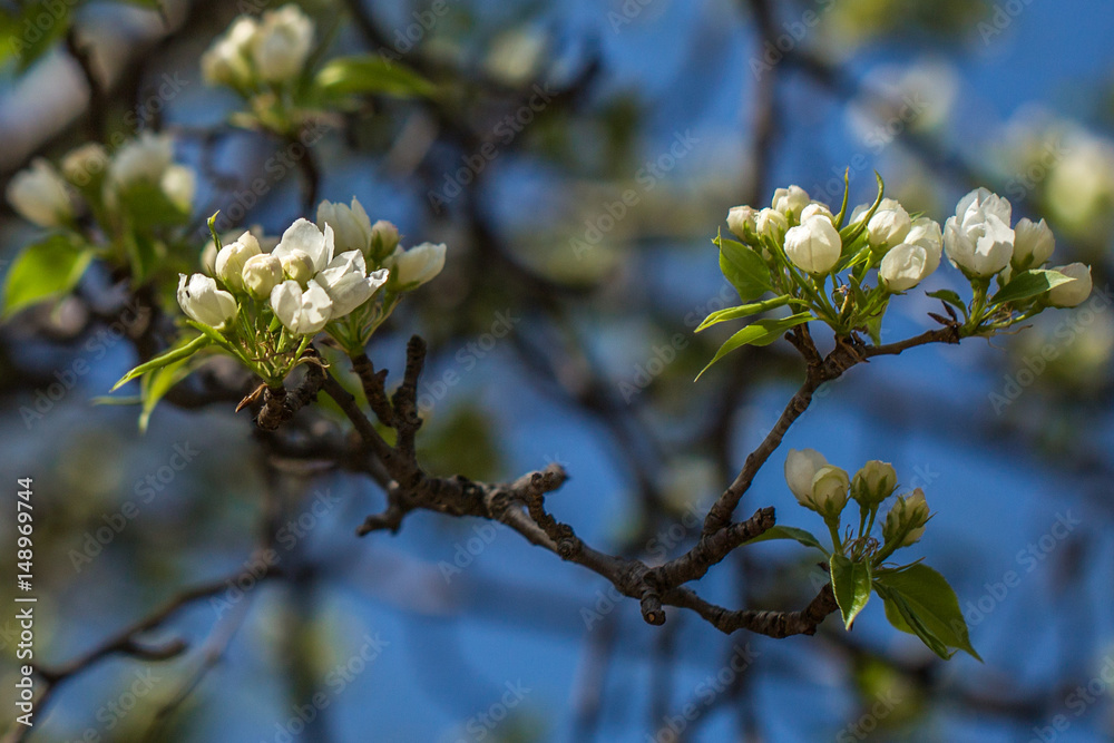 In May, apple trees blossomed in Moscow In May, apple trees blossomed in Moscow