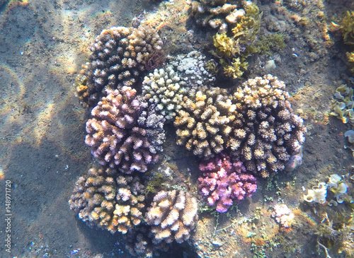 Pink and yellow coral reef and sand sea bottom. Exotic fauna of tropical sea.