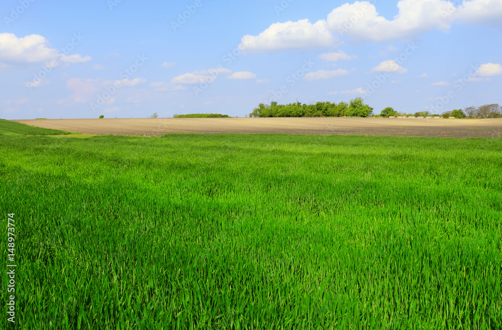 Obraz premium green wheat field