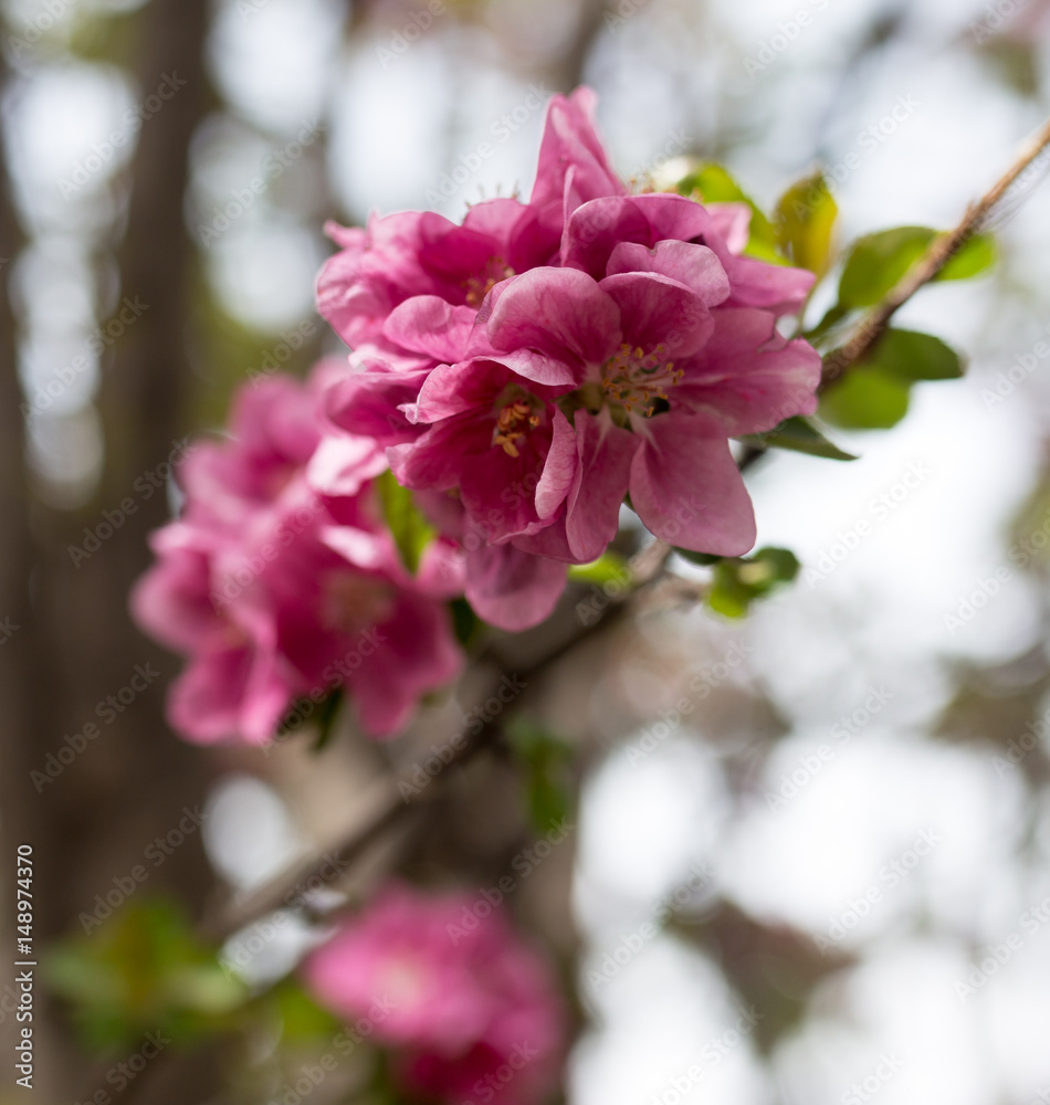 Beautiful red flowers on an apple tree Beautiful red flowers on an apple tree