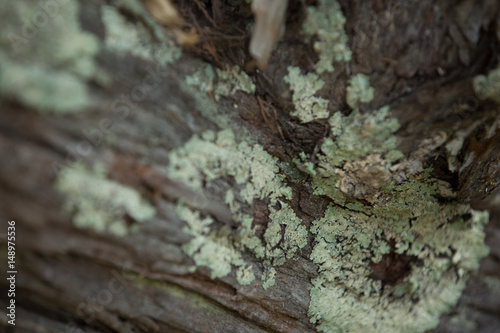 bark