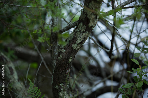 tree