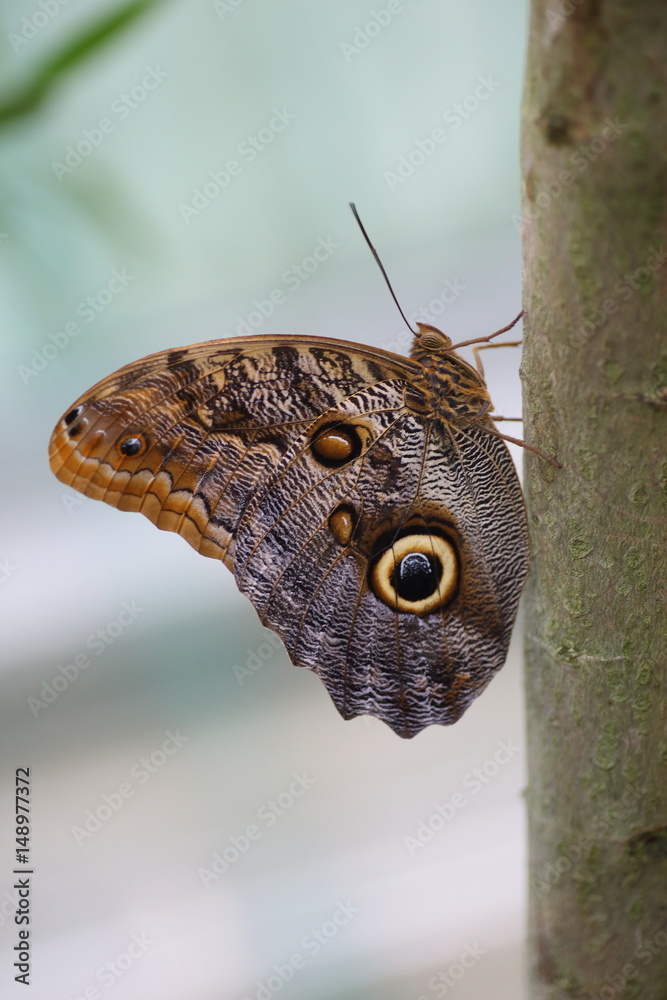 Fototapeta premium Wielki motyl