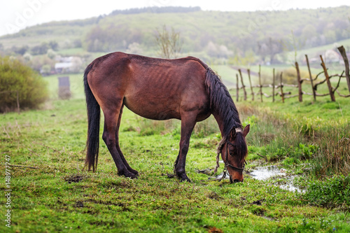 Brown horse grazing in the pasture. Spring. The concept of animals.