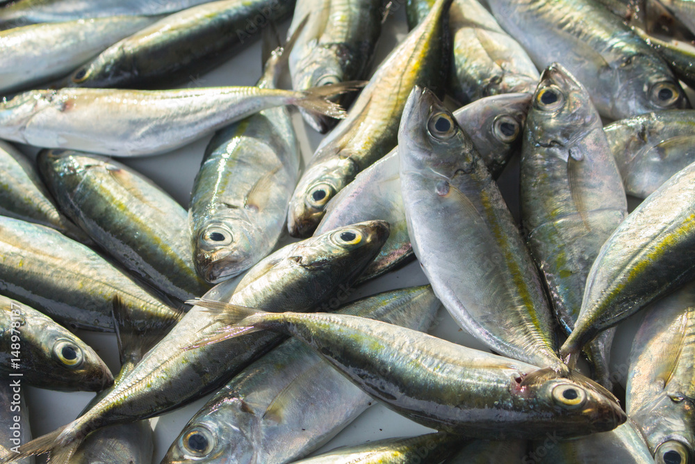 Fototapeta premium Green grey sea fishes on market table. Seafood local market store.