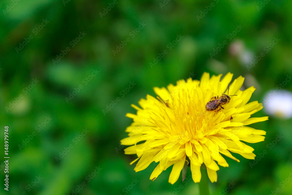 wasp on a dandelion flower, allergies wasp on a dandelion flower, allergies