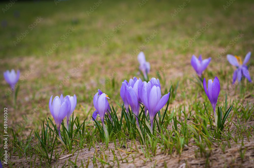 Blooming crocuses in spring field. Flowers on the ground. Crocus sativus L. Blooming crocuses in spring field. Flowers on the ground. Crocus sativus L.