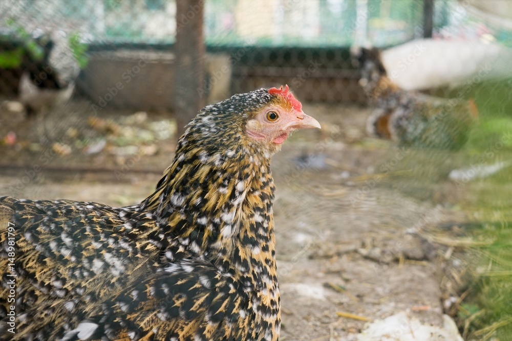 Chicken on the farm. Slovakia