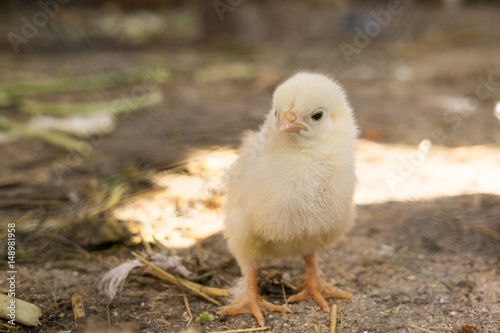 Chicken on the farm. Slovakia
