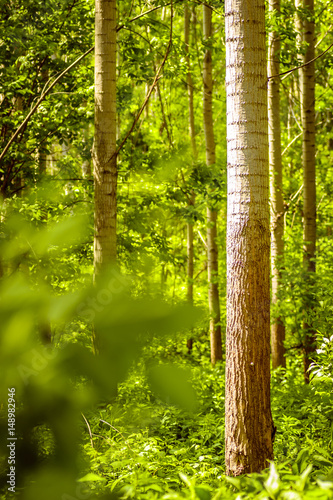 Fototapeta Naklejka Na Ścianę i Meble -  Trees in green forest