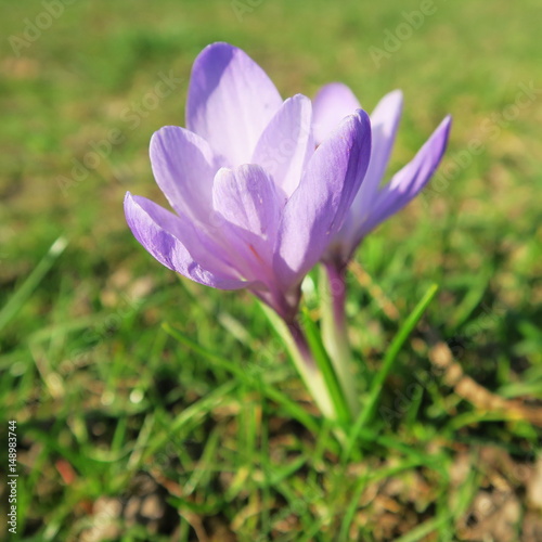 Crocus, the first spring flowers bloom in early spring with colorful flowers