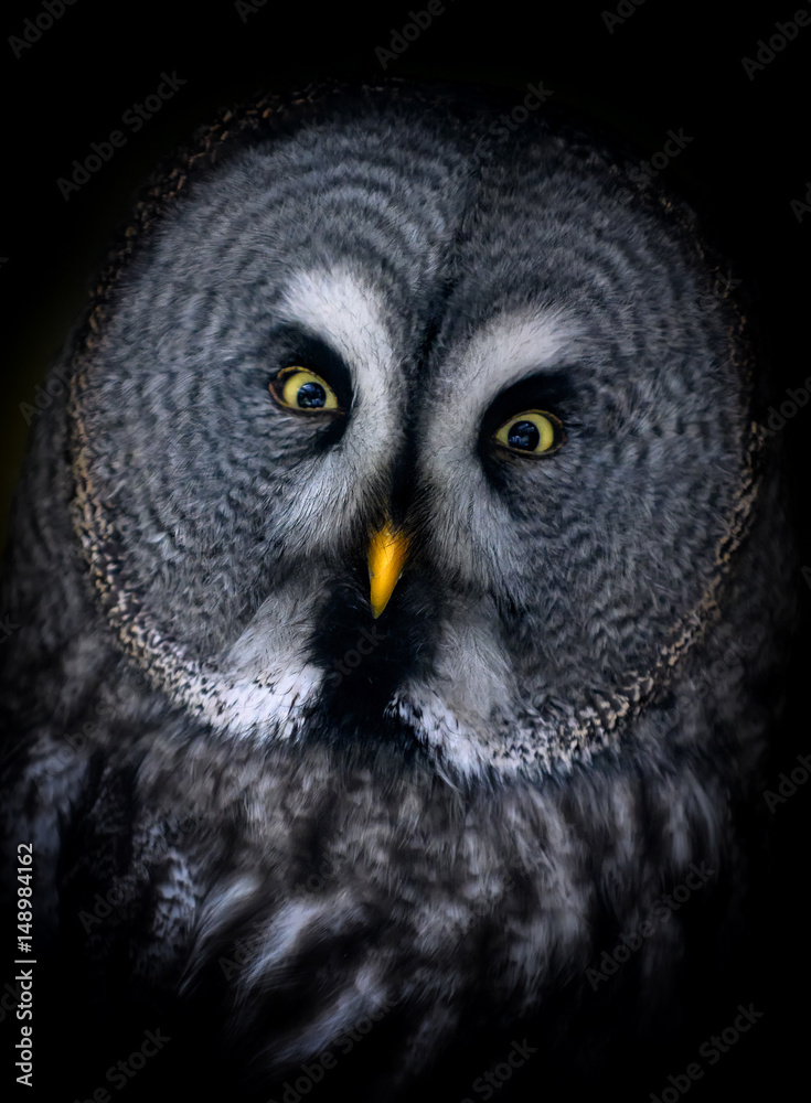 Portrait Habichtkauz Portrait Habichtkauz