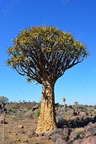 Amazing Quiver Tree Forest in the impressive Namibia