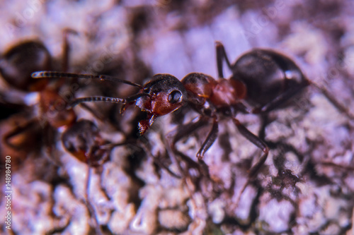 Ants © thomasmales