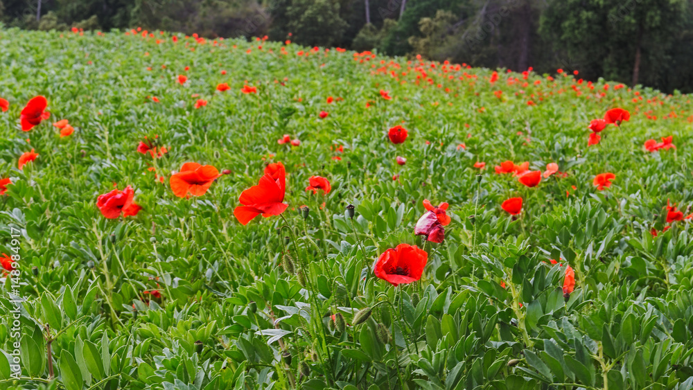 Red Poppies Field