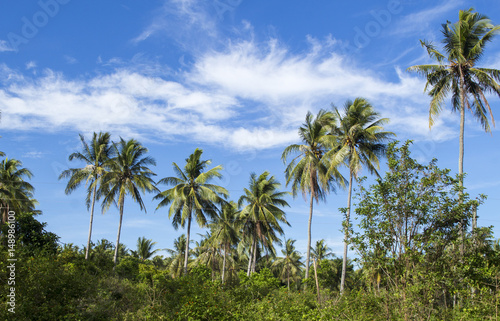 Wild palm tree on tropical island. Bright blue sky background.