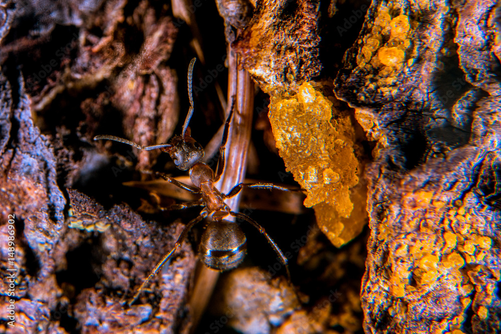 Red wood ant  on a pine tree with sap