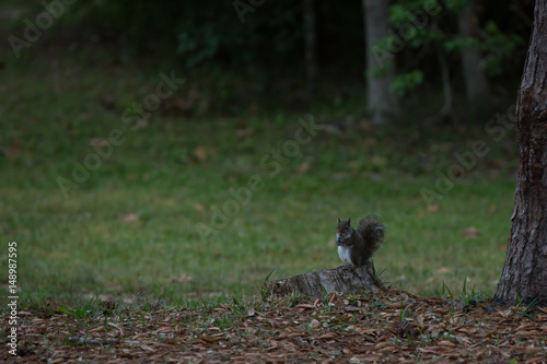 squirrel
