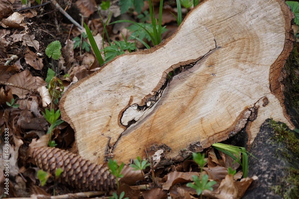 Naklejka premium Frisch geschnittener Baumstamm im Waldboden