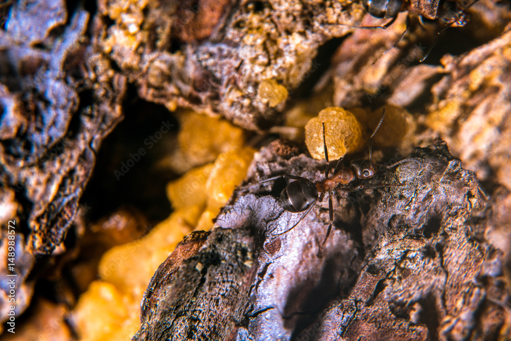 Red wood ant  on a pine tree with sap