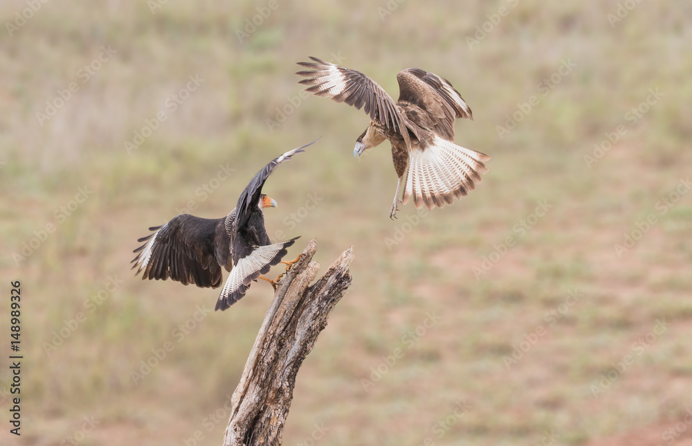 Fight For The Top Spot - Two Crested Caracara's, also known as Mexican Eagles, fight for the top spot on a perch. Fight For The Top Spot - Two Crested Caracara's, also known as Mexican Eagles, fight for the top spot on a perch.