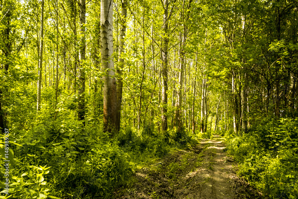 Obraz premium Trees in green forest