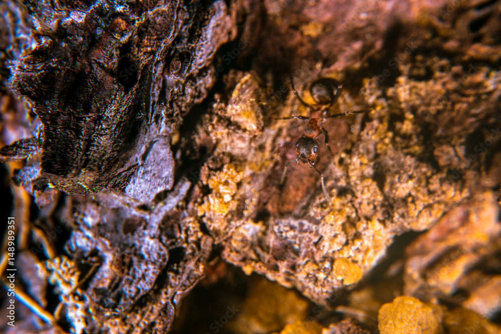 Obraz premium Red wood ant on a pine tree with sap