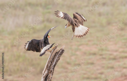 Fight For The Top Spot - Two Crested Caracara s  also known as Mexican Eagles  fight for the top spot on a perch.