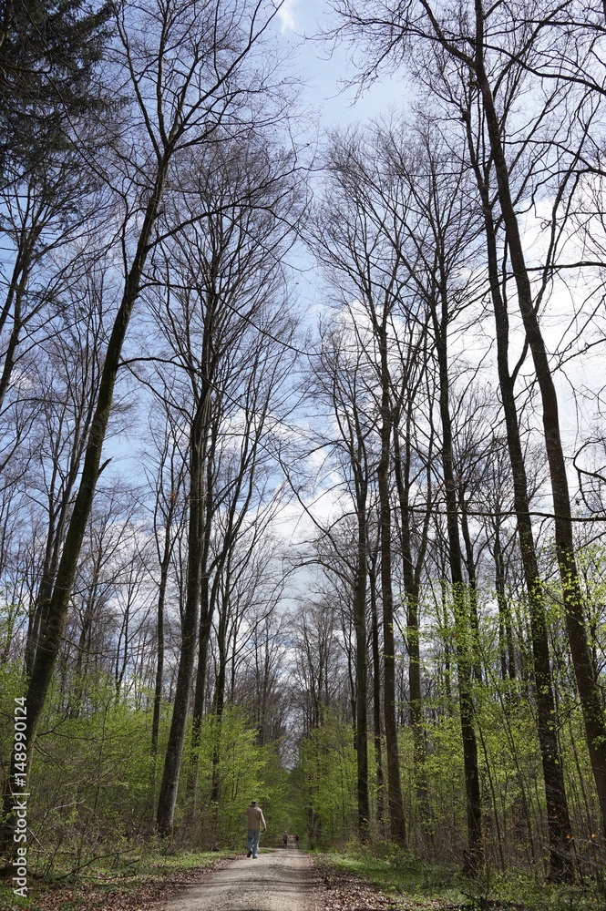 Es wird langsam grün: Spaziergang in gewachsener Waldlandschaft