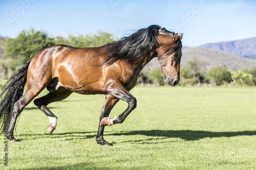 Fototapeta Naklejka Na Ścianę i Meble -  Thoroughbred wild horse