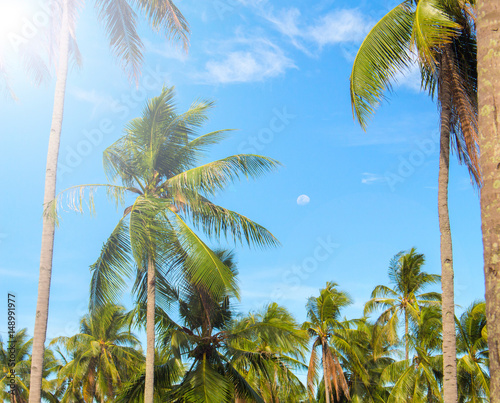 Sunny tropical landscape with coco palm trees. Exotic place view through palm tree silhouettes.