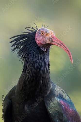 Northern bald ibis - Geronticus eremita