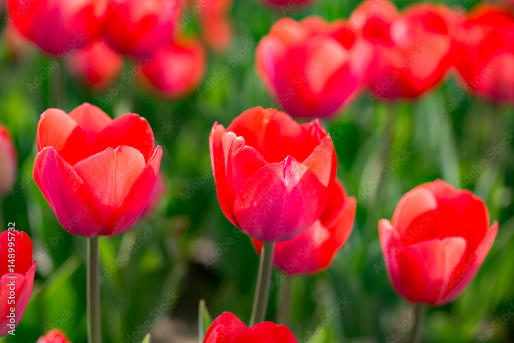Beautiful red tulips in nature Beautiful red tulips in nature