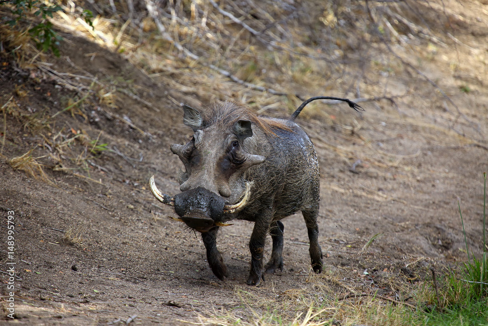 Fototapeta premium The desert warthog (Phacochoerus aethiopicus) goes along the bushes