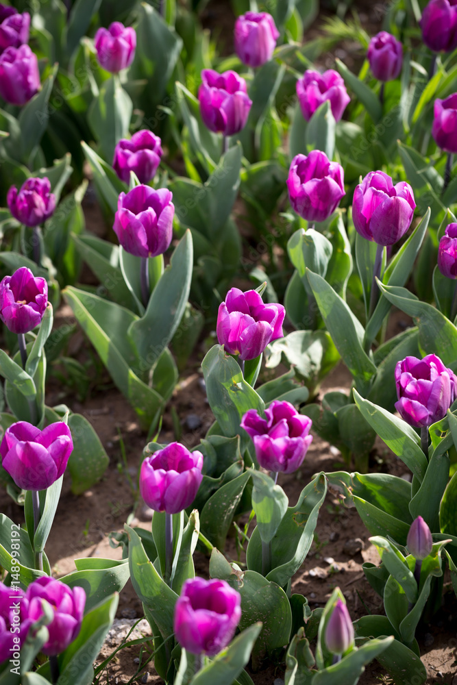 Obraz premium Beautiful purple tulips in nature