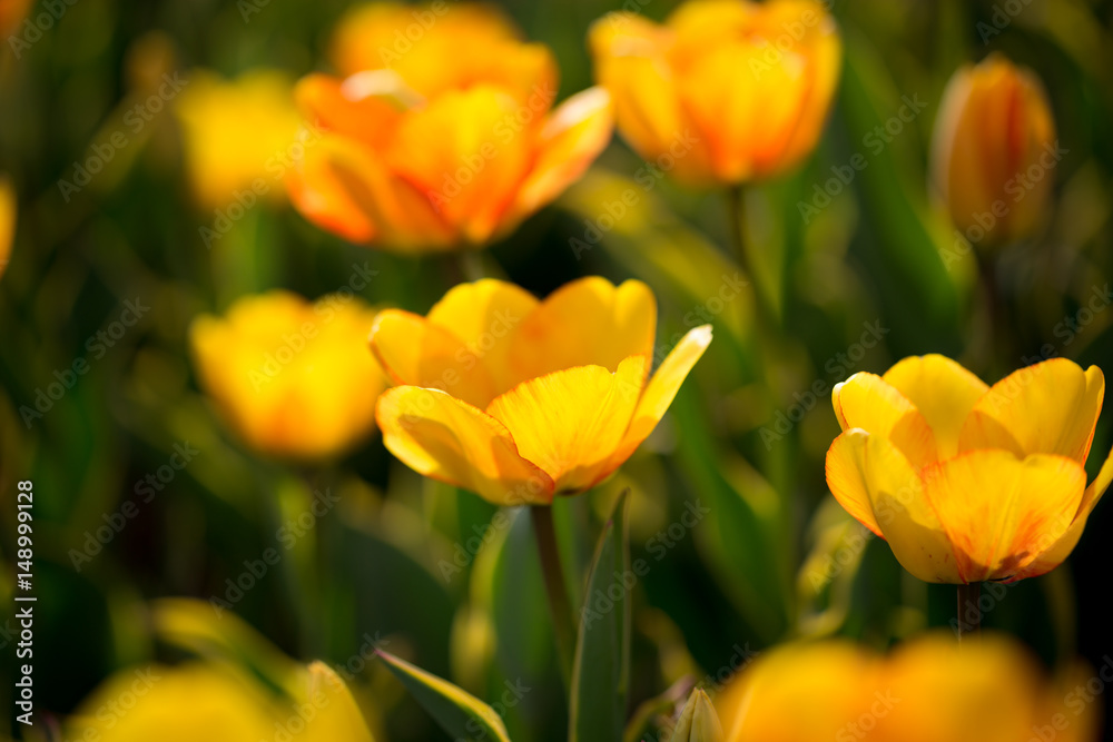 Beautiful yellow tulips in nature