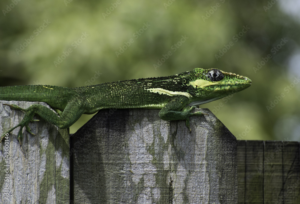 Φωτογραφία Green, white, yellow, and black Cuban knight anole on top of a grey wooden fence against a blurred green background