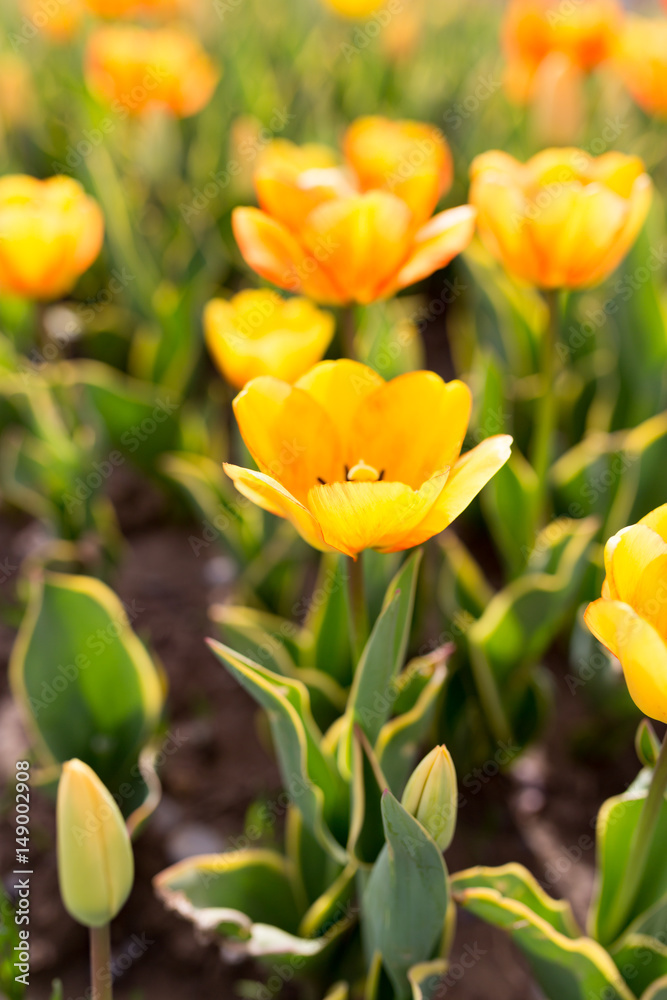 Beautiful yellow tulips in nature Beautiful yellow tulips in nature