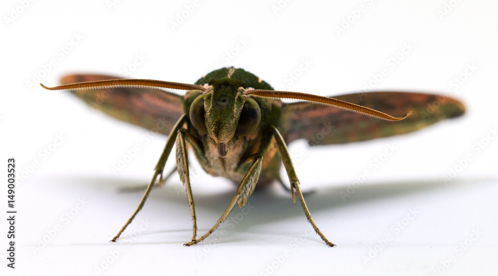 Brown hawk moth front view macro photo on white. Adult Sphingidae butterfly studio shot Brown hawk moth front view macro photo on white. Adult Sphingidae butterfly studio shot