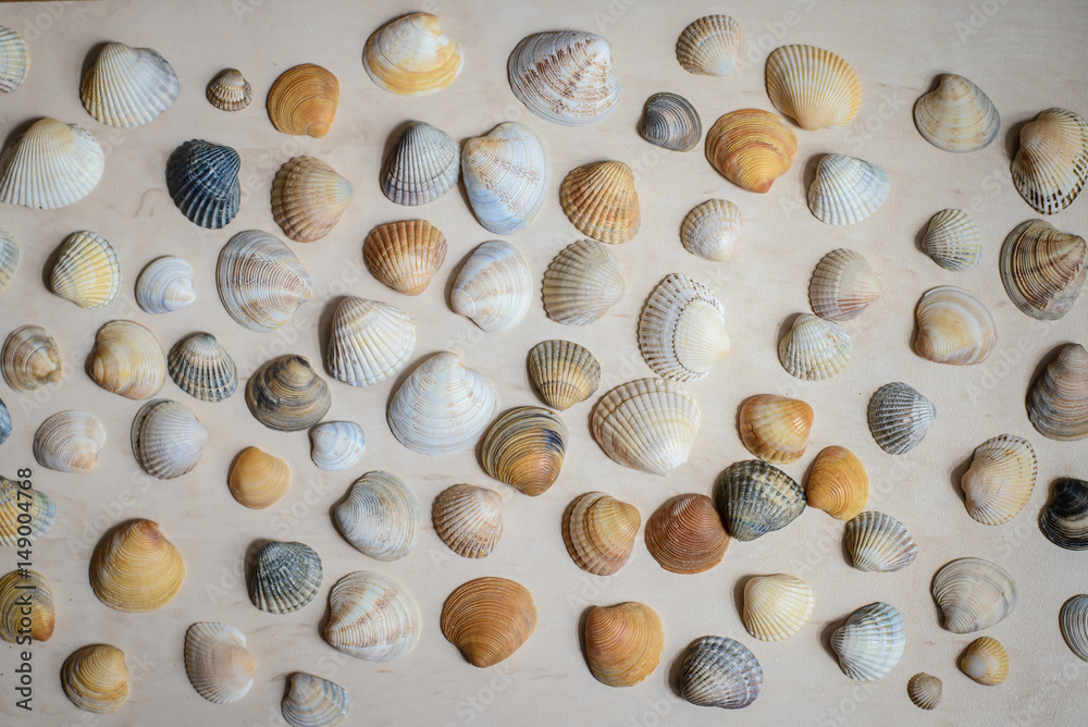 A lot of small bright sea shells
