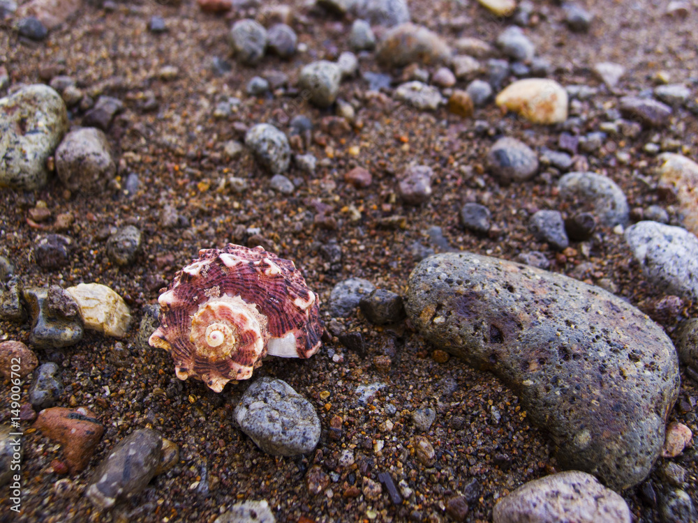 Pink shell on brown sand beach with pebbles. Spiral sea shell on tropical beach.