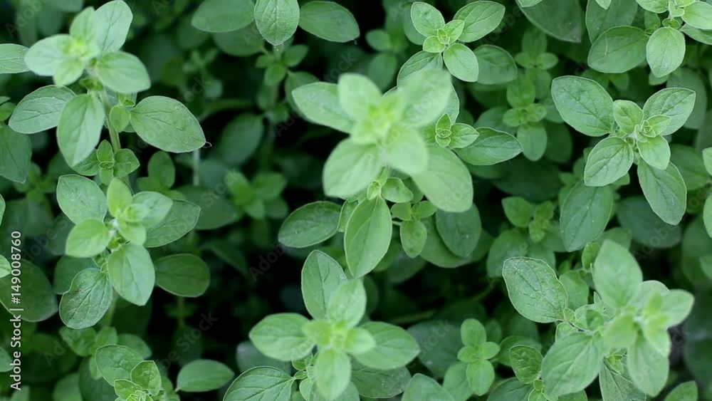 Oregano touched by woman hands. Top view of oregano growing in garden with movement in the wind. Oregano touched by woman hands. Top view of oregano growing in garden with movement in the wind.