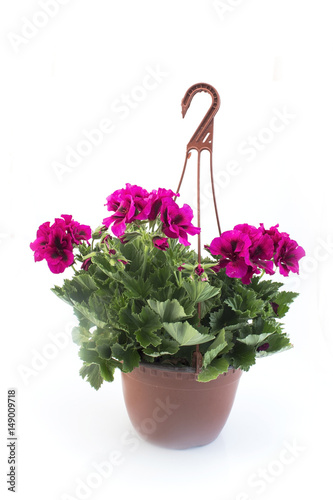 Fototapeta Naklejka Na Ścianę i Meble -  Pink England Geraniums Potted