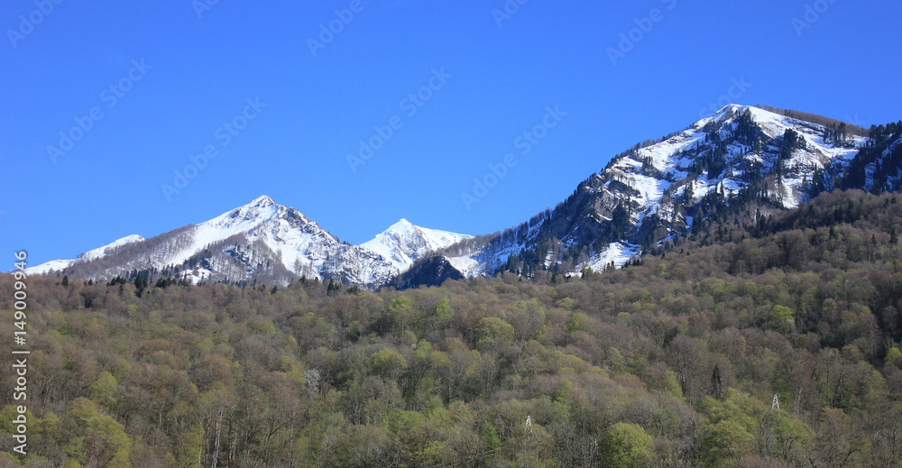 Mountain landscape. Snowy mountains peaks and forest at foot of  mountain.