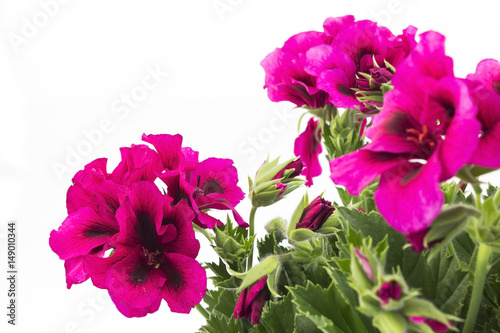 Fototapeta Naklejka Na Ścianę i Meble -  Pink England Geranium