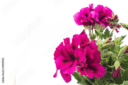 Fototapeta Naklejka Na Ścianę i Meble -  Pink England Geranium